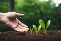 Trees and growth In a white pot,Financial growth Money in a glass Royalty Free Stock Photo