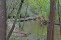 Trees toppled over a stream in the Cades Cove area Royalty Free Stock Photo