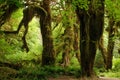 Trees in the Hall of Mosses Royalty Free Stock Photo