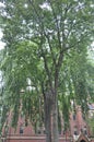 Trees from Harvard Campus Yard from Cambridge Massachusettes State of USA Royalty Free Stock Photo