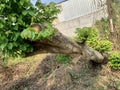 Trees that have been cut and fallen come back to life