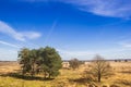 Trees on the heather fields of the Drents-Friese Wold Royalty Free Stock Photo