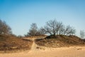 Trees and heathland at the start of the spring season in the Netherlands