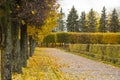 Trees, hedge and path covered with fallen leaves in the autumn park. Beautiful alley. Golden days. October. Royalty Free Stock Photo