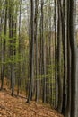 Trees on heel in mountain forest.