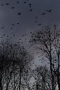 Trees and birds in park - moody contrast