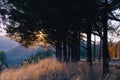 Trees on a hill against the backdrop of mountains and the setting sun Royalty Free Stock Photo