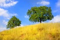 Trees on hill in summer