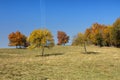 Trees on the hillside autumn Royalty Free Stock Photo