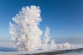 Trees in hoarfrost.