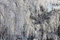 trees in hoarfrost against a blue sky

Ã¯Â¿Â¼ Royalty Free Stock Photo