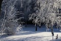 trees in hoarfrost against a blue sky

Ã¯Â¿Â¼ Royalty Free Stock Photo