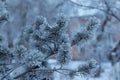 trees in hoarfrost against a blue sky

Ã¯Â¿Â¼ Royalty Free Stock Photo