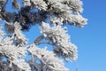 trees in hoarfrost against a blue sky

Ã¯Â¿Â¼ Royalty Free Stock Photo