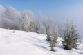 trees in hoarfrost on the snow covered hill in morning light Royalty Free Stock Photo