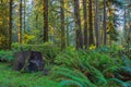 Trees in Hoh Rainforest