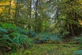 Trees in Hoh Rainforest