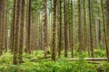 Trees in the Hoh rainforest, Olympic National Park, Washington Royalty Free Stock Photo