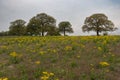 Trees on horizon beyond field full of yellow flowers Royalty Free Stock Photo