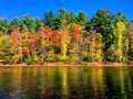 Trees by housatonic river in autumn