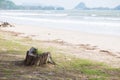 Trees and a huge dead tree stump left on the beach. Leaves in th Royalty Free Stock Photo