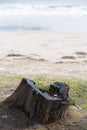 Trees and a huge dead tree stump left on the beach. Leaves in th Royalty Free Stock Photo