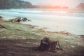 Trees and a huge dead tree stump left on the beach. Leaves in th Royalty Free Stock Photo