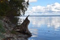 Trees and a huge dead tree stump left on the beach. Leaves in the water. Nature landscape. Royalty Free Stock Photo