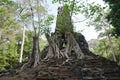 Trees growing on steps of a small temple at Angkor Thom, Khmer Temple, Siem Reap, Cambodia. Royalty Free Stock Photo