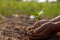 Trees and human hands planting trees in the soil concept of reforestation Royalty Free Stock Photo