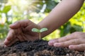 Trees and human hands planting trees in the soil concept of reforestation Royalty Free Stock Photo