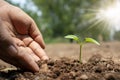 Trees and human hands planting trees in the soil concept of reforestation Royalty Free Stock Photo