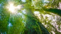 The trees in the humid tropical forest covered with moss