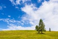 Trees in the Humpback Meadows between Mittenwald and Kruen, Germany Royalty Free Stock Photo