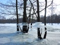 Trees with ice pieces after flood, Lithuania Royalty Free Stock Photo