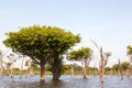 Trees on IgarapÃÂ© on Amazon river