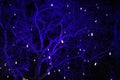 Trees illuminated in blue with garlands