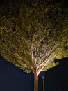 trees illuminated by lights at night look very cool
