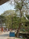Trees in india in spring season.