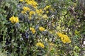Among other plants, several yellow flowers of Senecio scandens in the woods
