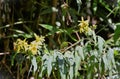 Senecio scandens with yellow flowers in the woods