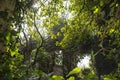 Trees inside an abandoned house. new home life. Life always wins Royalty Free Stock Photo