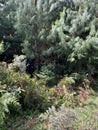 Trees inside the Elephant Hills in the Aberdare Range forest in Nairobi Kenya