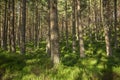 Trees int the Glenmore Forest Park, Cairngorms in the Scottish Highlands, UK Royalty Free Stock Photo