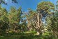 Trees int the Glenmore Forest Park, Cairngorms in the Scottish Highlands, UK Royalty Free Stock Photo