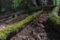 Trees with interesting shapes at the forest on the way to Kozya stena hut. The mountain in the central Balkan astonishes with its