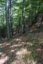 Trees with interesting shapes at the forest on the way to Kozya stena hut. The mountain in the central Balkan astonishes with its