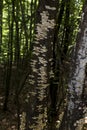 Trees with interesting shapes and formations on their stems and trunks on the way to Eho hut. The mountain in the central Balkan