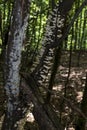 Trees with interesting shapes and formations on their stems and trunks on the way to Eho hut. The mountain in the central Balkan