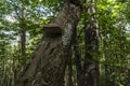 Trees with interesting shapes and formations on their stems and trunks on the way to Kozya stena hut. The mountain in the central